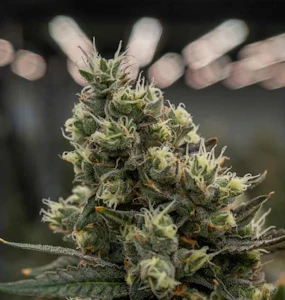 SOLAR THERAPEUTICS - Apples & Bananas Flower - 3.5g - SOL