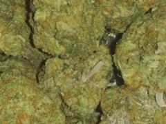 Artsy - Garlic Breath - Deli Flower