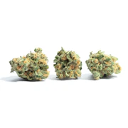 Westward Summit LLC - halle berry - Deli Flower