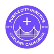 Cel-Ray - 6pk - Feminized Seeds - Purple City Genetics