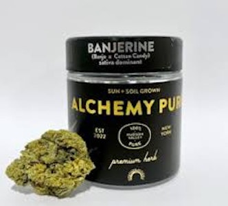 ALCHEMY PURE - Banjerine | Flower | 3.5g (Alchemy Pure)