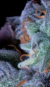 Jokerz (Indica Hybrid) 3.5g Jar By Alt Sol