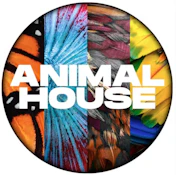 Animal House | Bob Hope | 1g | Preroll | Sativa