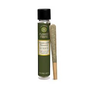Florist Farms | Apples & Bananas | 1 Gram Joint | Single (hybrid)