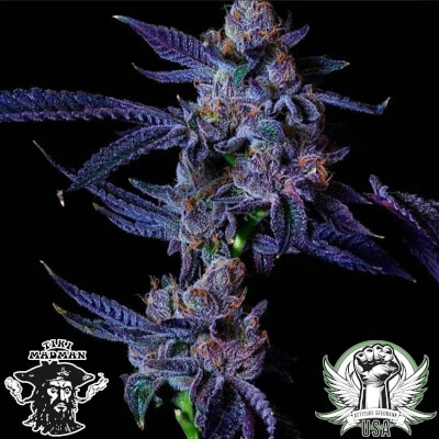 Wicked - Wicked | Devil's Cherry Main Image