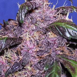 Pilot - Pilot | Lemurian