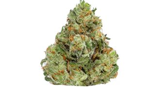 Northern Harvest - Jack Herer - 3.5g