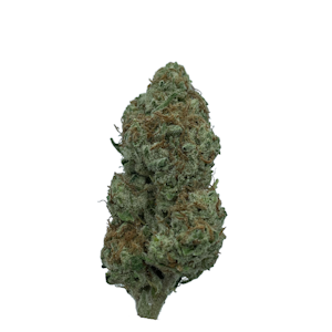 GROWN ROGUE - Mimosa, Indoor