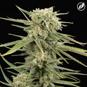 CT Pharma - B52 Bomber Flower S 25138