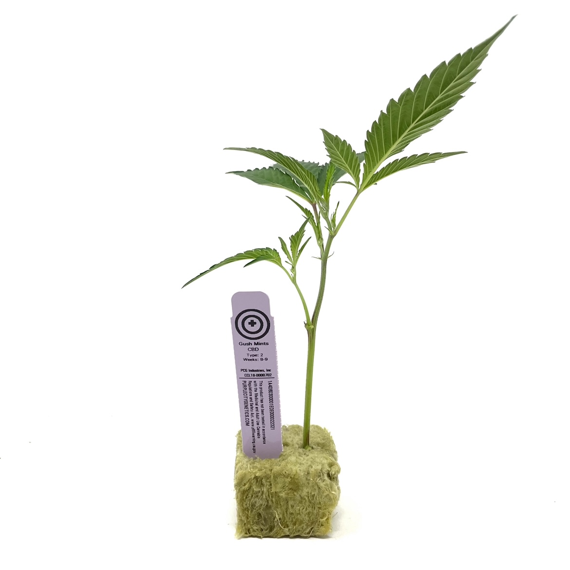 PURPLE CITY GUSH MINTS CBD CLONE 1 Port Huen...