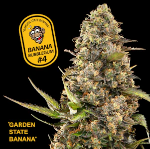 GARDEN GREENS - Garden State Banana | Bubblegum #4 | 3.5g