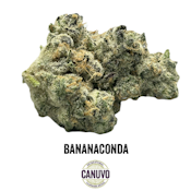Canuvo | Bananaconda | 7g [H]