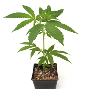 Suncrafted - Clone - Oreoz - HHG