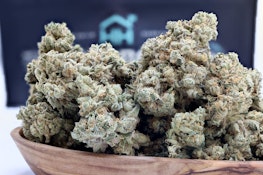 (P) Harbor House | Street Tarts (SH) - Flower 3.5g