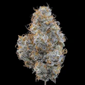 Black Maple 22- Deli style- R&D Farms