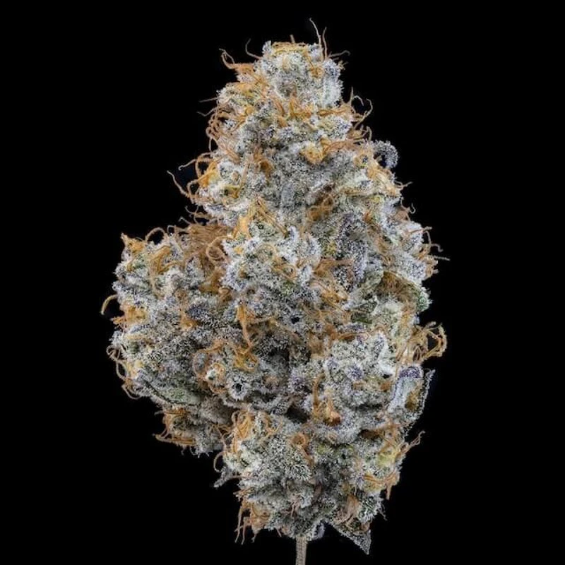 R&D Farms - Black Maple 22- Deli style- R&D Farms Main Image