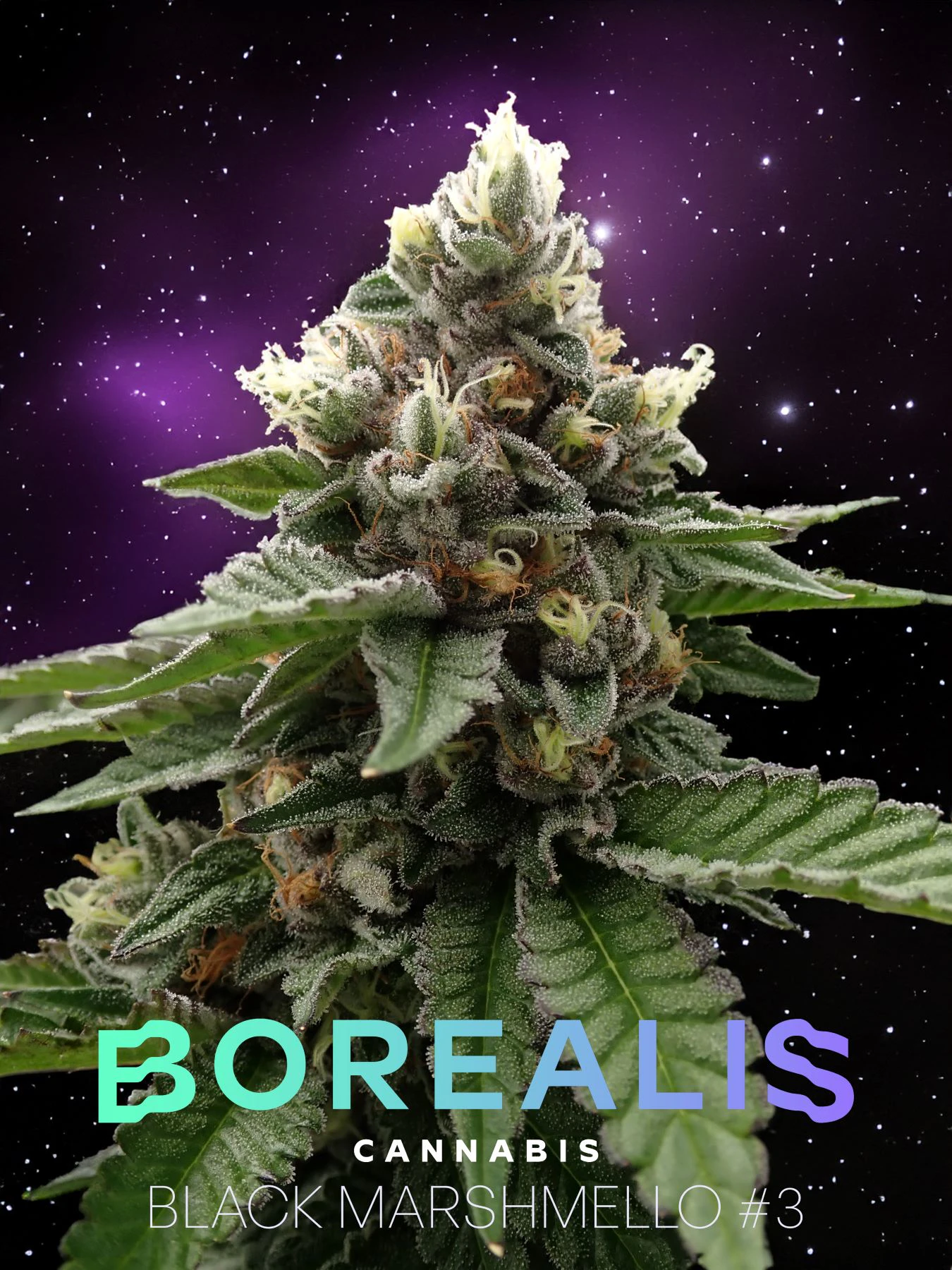 Borealis - BOREALIS - BLACK MARSHMELLO 3.5 GRAMS Main Image