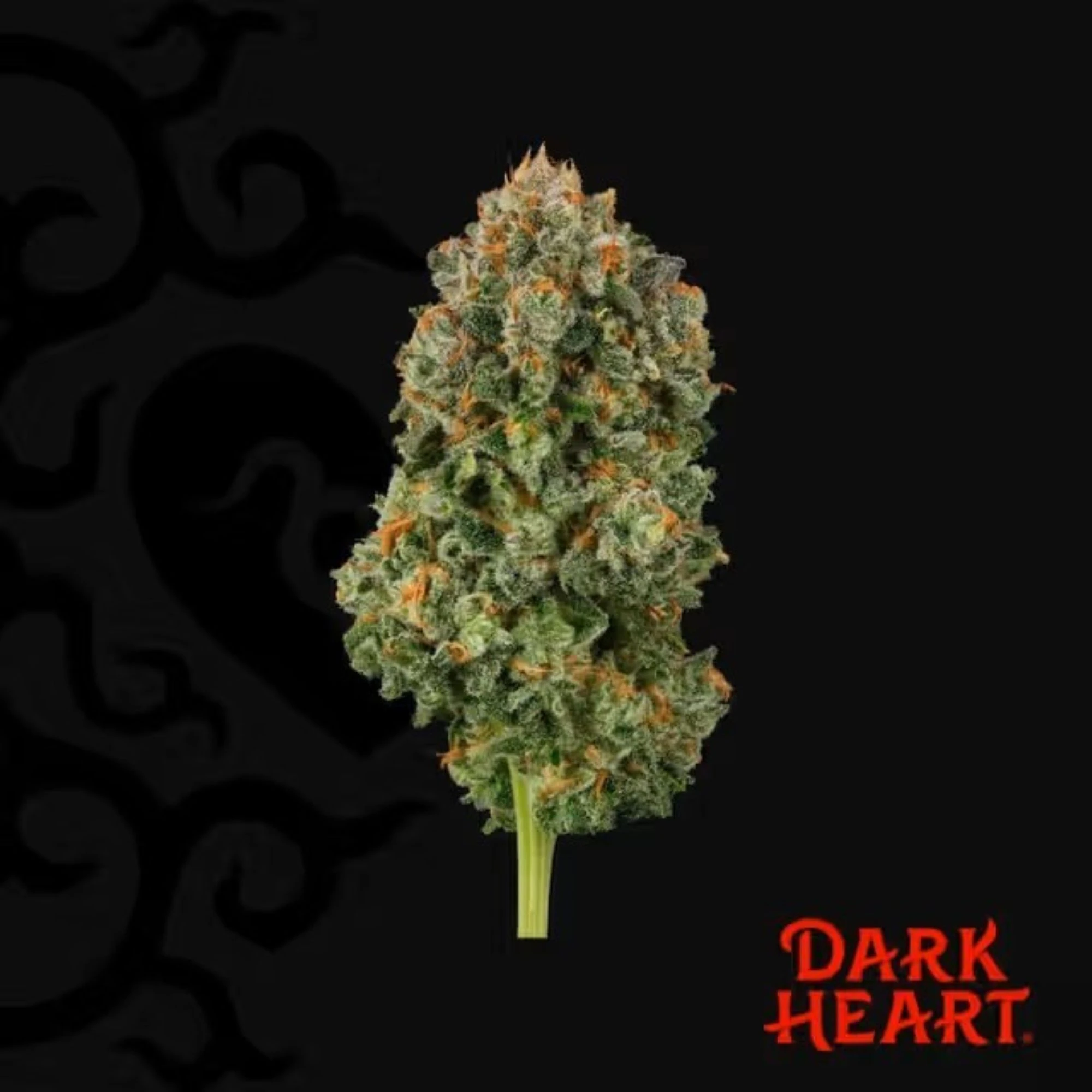Curaleaf - Dark Heart Collection Whole Flower 3.5g Blackened Blue (S) 01893 Main Image