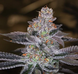 Blackstone Valley Cannabis - California Raisins Flower - 3.5g - GAL