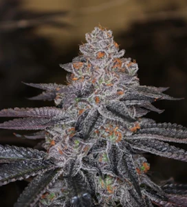 Blackstone Valley Cannabis - Grapple Pie #2 Flower - 3.5g - GAL