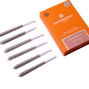 Canndescent - Connect (S) - Joint - 6pk - 3g