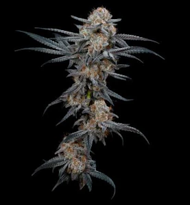 COOKIES - Blood Moon Flower - 3.5g - CMC