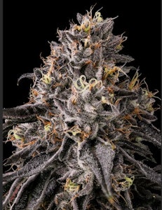 Connected - Connected - Blue Andeze - 3.5g Flower