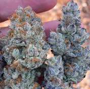 Bud Fox | Gelatti Mints Rec