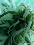 Dizgo | 3 pack mini preroll (.35g ea) | Blue Dream
