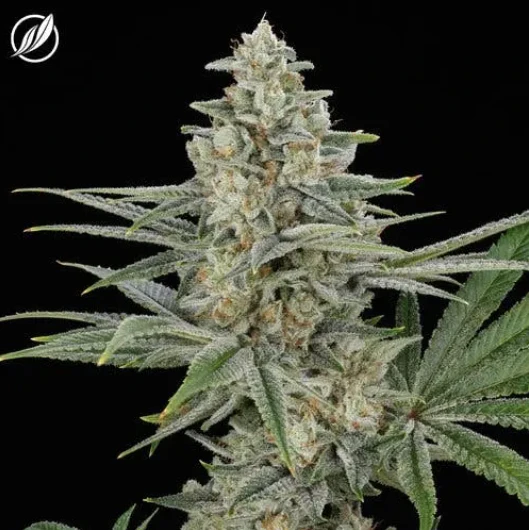 CT Pharma - Savvy Smalls 7g Blue Haze H 25287 Main Image