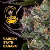 Garden State Banana | Blueberry Banana | 3.5g