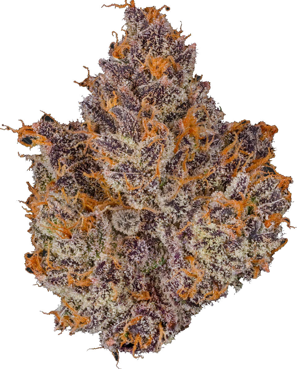 Bosky Genetics - Bosky | Citrus | Orange Starburst | 14g Main Image
