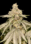 Ball Family Farms - Grey Rookies Bubble Gum Gushers - 4g Flower Mylar