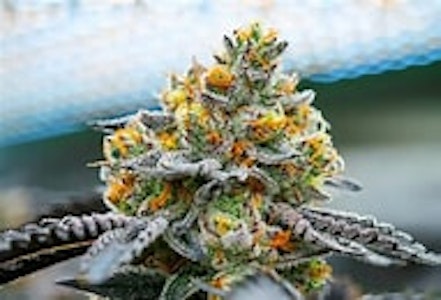 ROYAL KIND - Miracle Cookies - Flower - Royal Kind - 3.5g