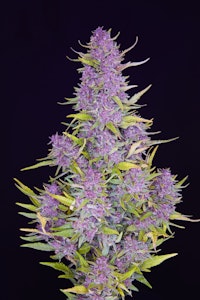 SONOMA HILLS FARM - Pink Jesus - 3.5g (S) - SHF