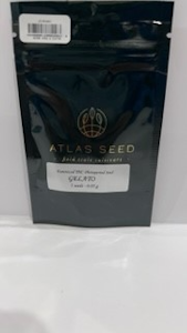 Atlas Seeds - Gelato 5 Pack Seeds - Atlas Seeds