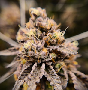 LOCAL LEAF - LOCAL LEAF - THIN MINTS 7 GRAMS