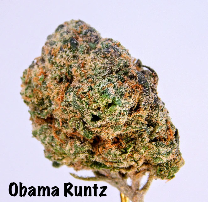 MAS! CANNABIS CO - Obama Runtz (Eighth) Main Image