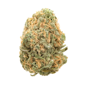 FRESH CANNA  BLUE DREAM FLOWER