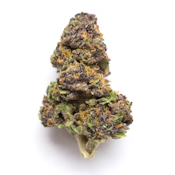Purple Coogi