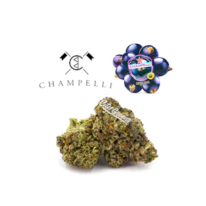 CHAMPELLI - Cassis - Indoor - 3.5g