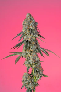 COOKIES - Day Day 3.5g Bag - Cookies