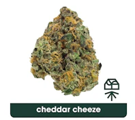 Cheddar Cheeze Flower - 14g