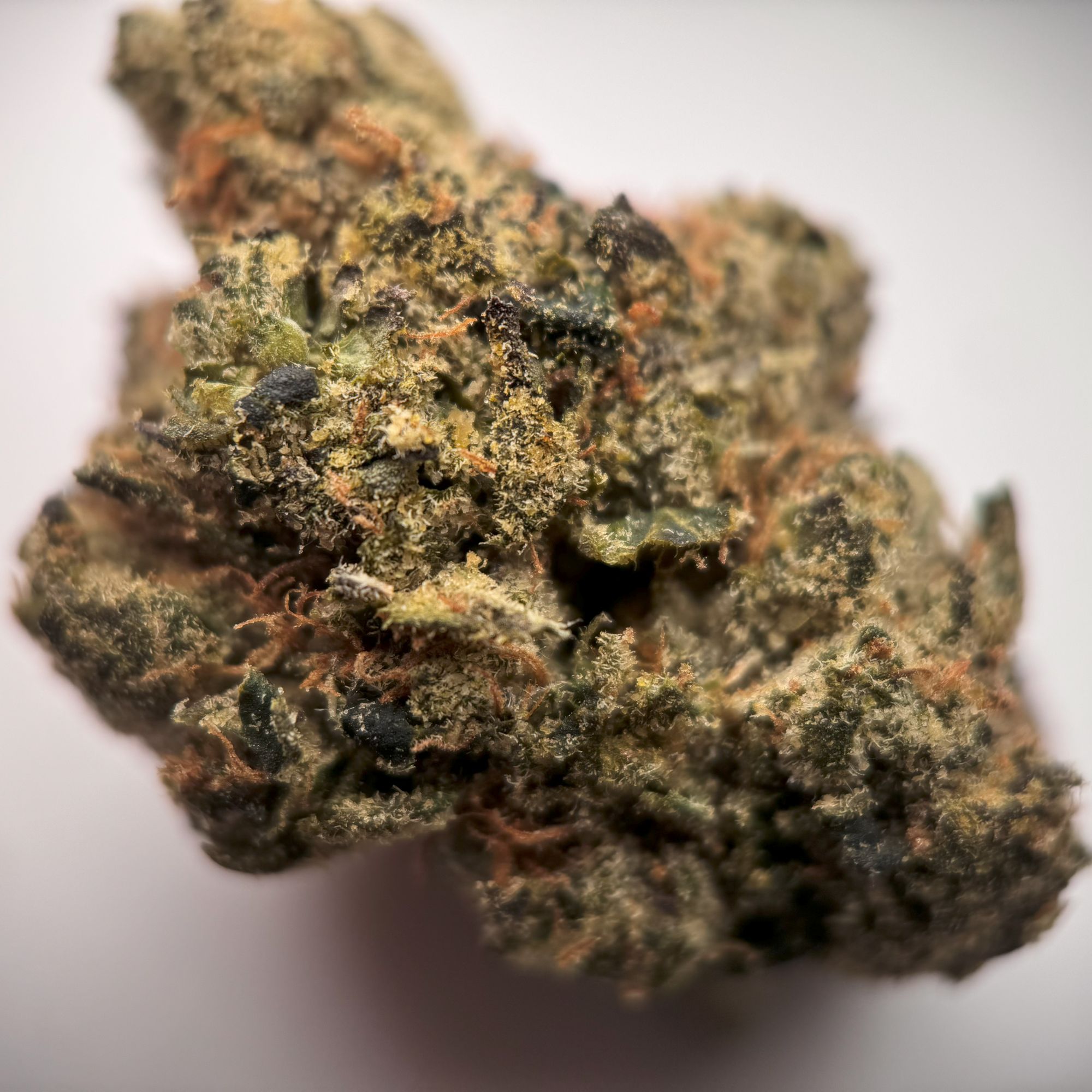 Premium Cherry Blue Razz THCa flower strain