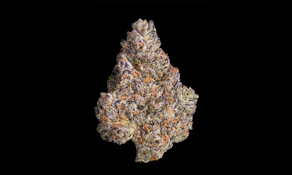 Maven Genetics | Chroma | Smalls | 14g