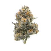 Pruf Cultivar Piescream #8