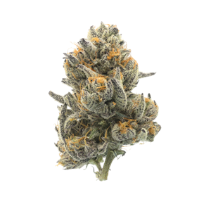 Pruf Cultivar - Pruf Cultivar Piescream #8