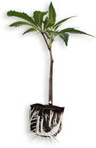 TRIP - Ocean Air, Small Clone