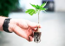 Pruf Cultivar Cadillac Rainbows Clone