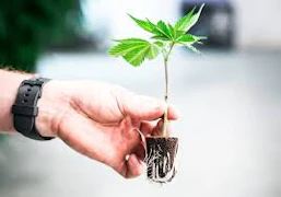 Pruf Cultivar Lavender Sour Diesel #04 Clone